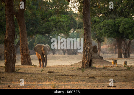 elephant walking in acacia albida forest in Mana Pools, Zimbabwe