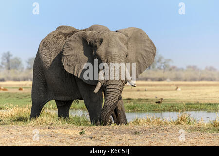 elephant at river in Khwai, okavango delta