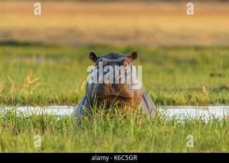 Hippopotamus in water looking. Okavango delta, khwai, Botswana Stock Photo