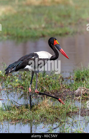 Saddle Billed Stork fishing in Kwai River, Botswana Stock Photo