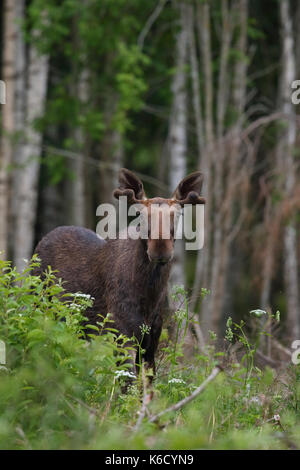 Eurasian Elk aka Moose (Alces alces) in spring, Europe Stock Photo