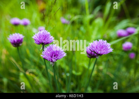 Purple flowers of a chive on a green grass background. Allium schoenoprasum flowers closeup. Blurred background. Stock Photo