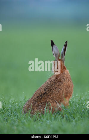 European Brown Hare (Lepus europaeus) sitting in a dew wet field. Europe Stock Photo