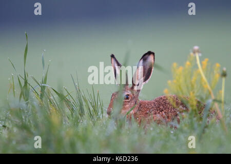 European Brown Hare (Lepus europaeus) sitting in a dew wet field. Europe Stock Photo