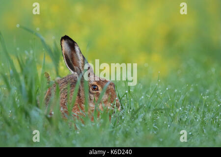 European Brown Hare (Lepus europaeus) sitting in a dew wet field. Europe Stock Photo