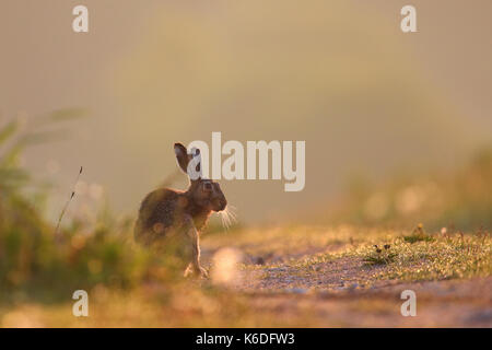 European Brown Hare (Lepus europaeus) in early morning first light. Europe Stock Photo