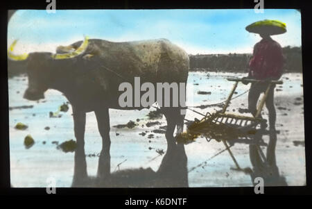 Chinese Man Rice Fields Chinese man plowing a rice field, China, ca. 1918-1938 (MFB-LS0003 ...