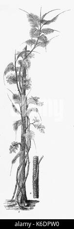 Calamus rotang is a species of rattan palm, widely used in the ...