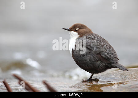 Napping White-throated Dipper (Cinclus cinclus). Europe Stock Photo