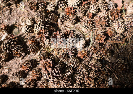 Pine cones on the forest floor, Rhineland-Palatinate, Germany Stock Photo