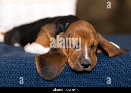 Little sweet puppy of Basset hound with sad eyes and very long ears lies on the blanket and looks down Stock Photo