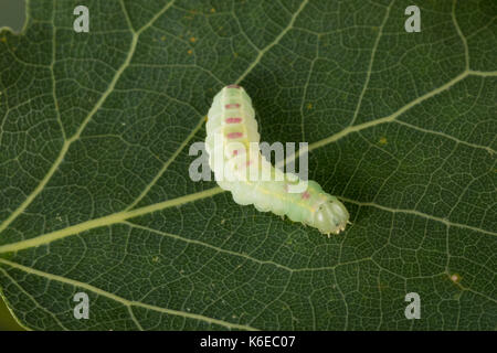 Pappelauen-Zahnspinner, Raupe frisst an Zitterpappel, Gluphisia crenata, dusky marbled brown, dusky marbled brown moth, caterpillar, La Crénelée, Zahn Stock Photo