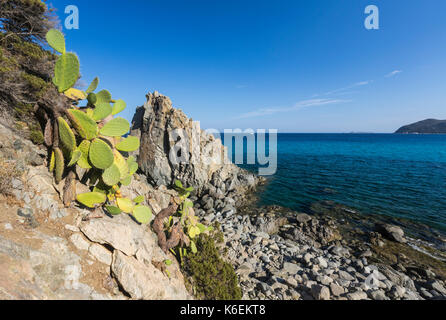 Prickly pears on the cliffs surround the blue sea of Cala Monte Turno Castiadas Cagliari Sardinia Italy Europe Stock Photo