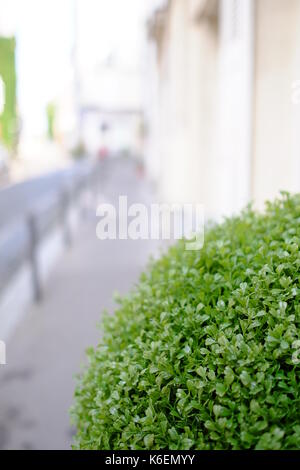Green bush on a street in Paris using a very wide aperture producing a good bokeh effect Stock Photo