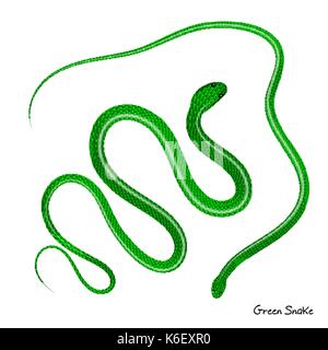 Green snake vector illustration. Viper on white background Stock Vector