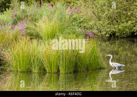 A Heron on a pond at Adel Dam Nature Reserve near to Leeds, North Yorkshire, UK. Stock Photo