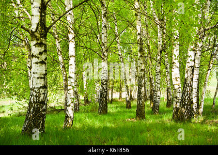 Birch grove in early spring on a sunny day. Stock Photo