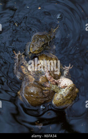 Common toad / European toads (Bufo bufo) in a mating ball (multiple amplexus) in breeding pond in spring Stock Photo