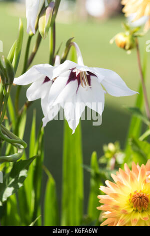 Gladiolus murielae. Abyssinian gladiolus flower in a garden border. UK Stock Photo