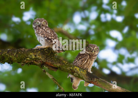 Two little owls (Athene noctua) fledglings perched in tree in summer Stock Photo