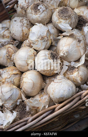 Basket of Hyacinthus orientalis 'Aiolos'. Dutch hyacinth bulbs Stock Photo