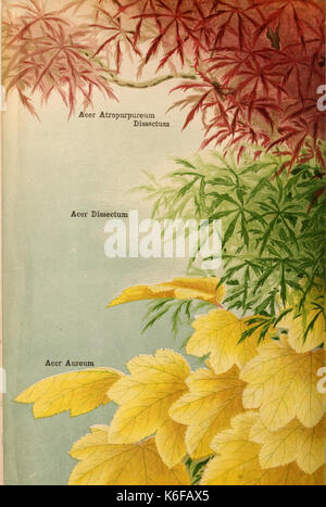 Descriptive catalogue of flowering, ornamental trees, shrubs, bulbs, herbs, climbers, fruit trees, &c., &c., &c (15983466181)