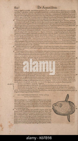 Conradi Gesneri medici Tigurini Historiae animalium liber IV (15566425231) Stock Photo