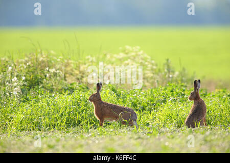 Brown Hare (Lepus europaeus) in spring Stock Photo