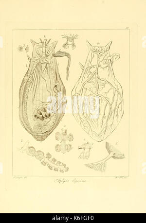 Descrizione e notomia degli animali invertebrati della Sicilia citeriore (Plate 59) (9351721002) Stock Photo