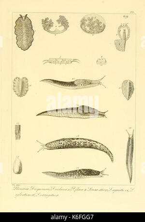 Descrizione e notomia degli animali invertebrati della Sicilia citeriore (Plate 36) (9348920661) Stock Photo