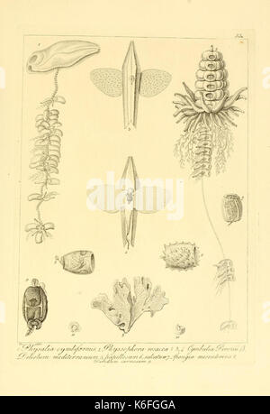 Descrizione e notomia degli animali invertebrati della Sicilia citeriore (Plate 33) (9348918391) Stock Photo
