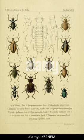 Die Gliedertheir fauna des Sansibar gebietes (Plate XI) (8538680901)