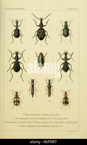 Die Gliedertheir fauna des Sansibar gebietes (Plate V) (8539786242)