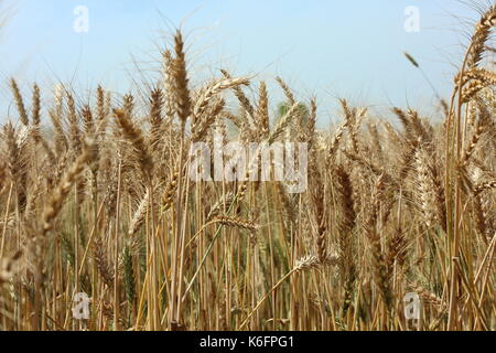 Wheat Crop in Pakistan Stock Photo