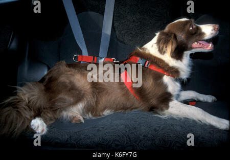 dog seat belt petstock