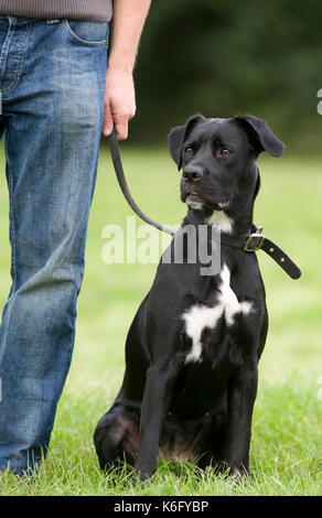 Black & White Labrador Cross Dog, UK, sitting, on lead with owner Stock Photo