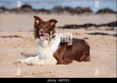 Border Collie Dog, on Beach, UK, red and white, alert, panting, looking, sitting Stock Photo