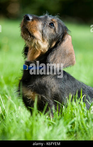 Dachshund Dog, Puppy, sitting in garden, UK, 10 weeks old, cute, looking, alert, portrait, face Stock Photo