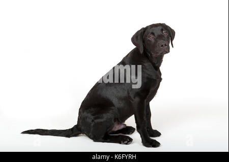 Labrador Dog 4 months old, in studio, UK, black colour, puppy, sitting, looking alert Stock Photo