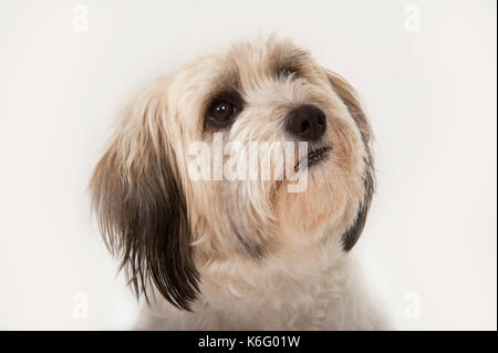 Cavachon Dog, Head Study, Studio, White Background Stock Photo