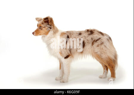 Miniature American Shepherd Dog, Standing, Studio, White Background Stock Photo
