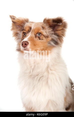 Miniature American Shepherd Dog, Head Study, Studio, White Background Stock Photo
