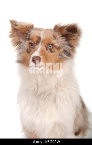 Miniature American Shepherd Dog, Head Study, Studio, White Background Stock Photo