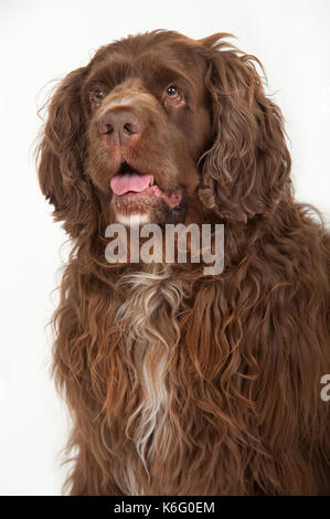 Sprocker Spaniel Dog, Head study, studio, White Background Stock Photo