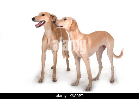 Pair of Lurcher Dogs, standing together, studio, white background Stock Photo