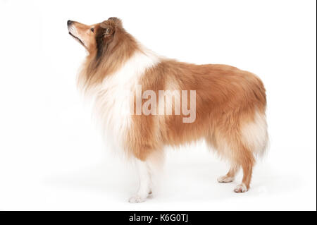 Rough Collie Dog, Standing, studio, white background Stock Photo