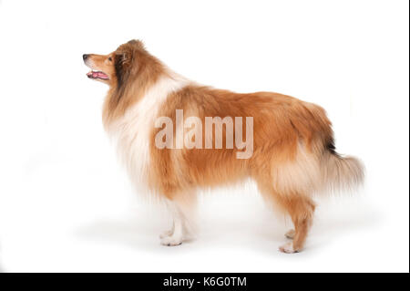 Rough Collie Dog, Standing, studio, white background Stock Photo
