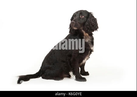Sprocker Spaniel Dog, Sitting, studio, white background Stock Photo