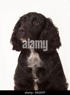 Sprocker Spaniel Dog, Head Study, studio, white background Stock Photo