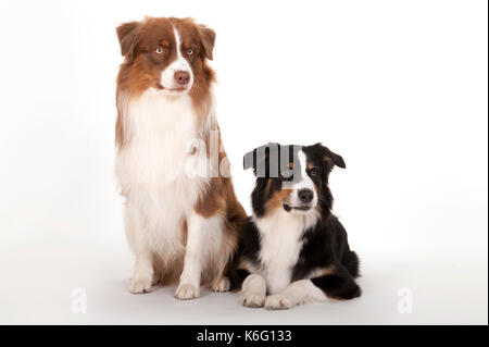 Pair of Australian Shepherd Dogs, Tri Coloured and Red Tri Coloured, Studio, white background Stock Photo